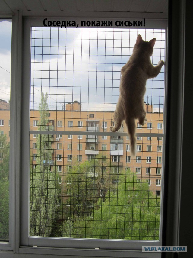 В Москву съехались коты