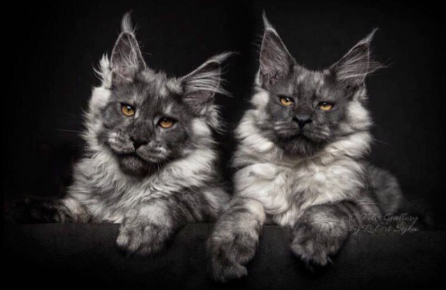 Коты и Кошки