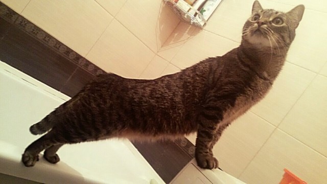 Коты и Кошки