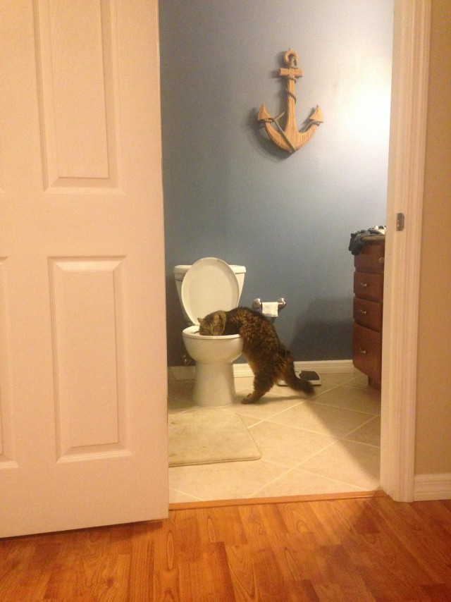 Коты и Кошки