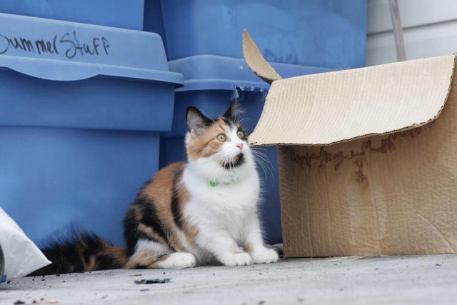 Коты и Кошки