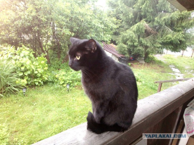 Котовторник 1.08.17
