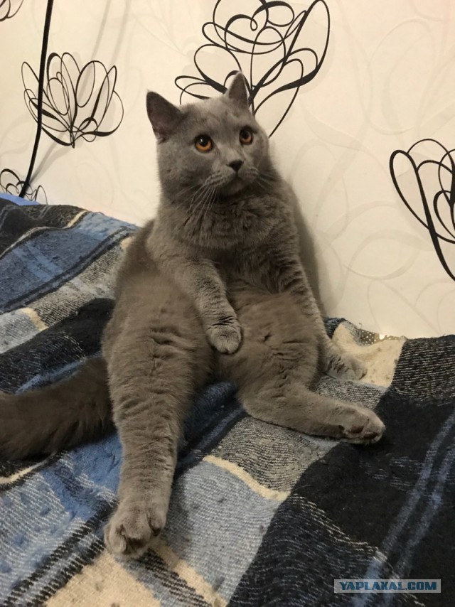 Котовторник 29.08.2017