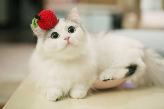 Коты и Кошки