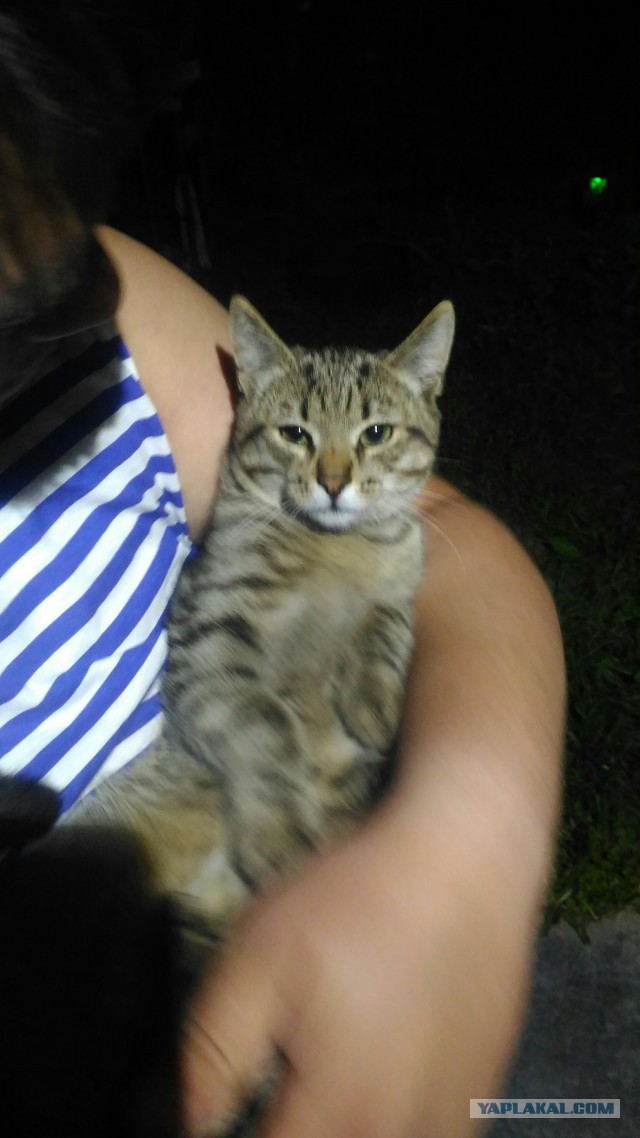 Котовторник 19.06.2018