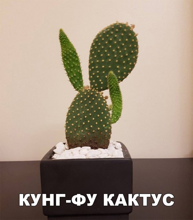 Нестандартный юмор