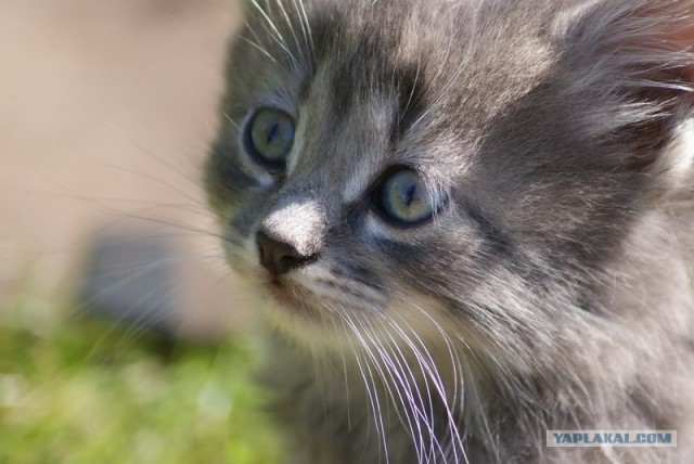 Забыли котовторник? А вот он!