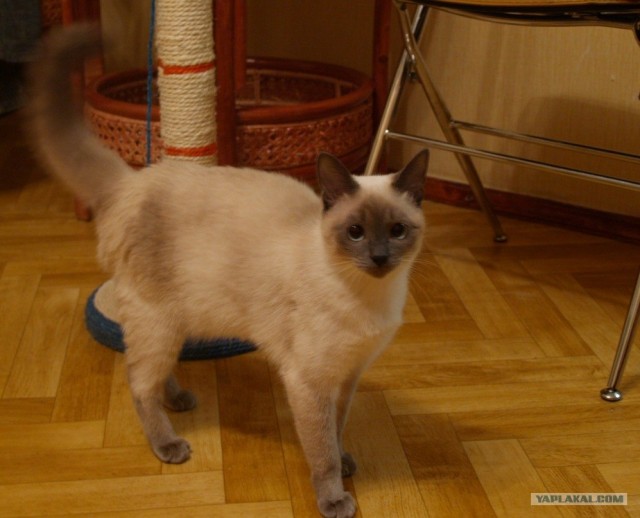 Котовторник на ферме (65 фот)
