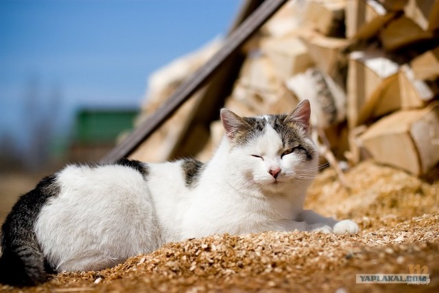 Котовторник (02.06.2009)