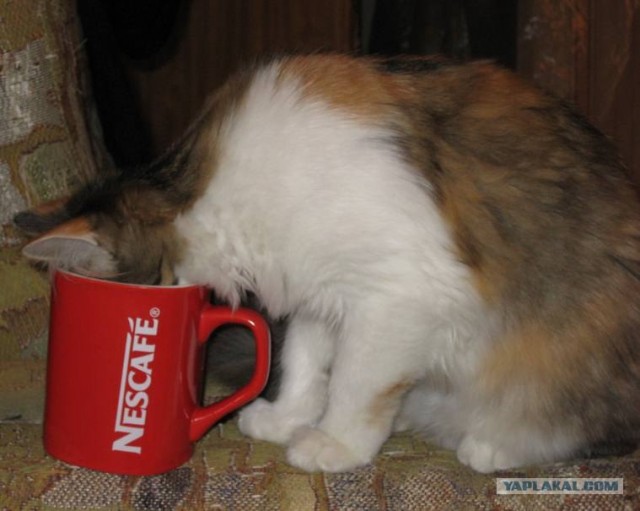 Сердечные коты