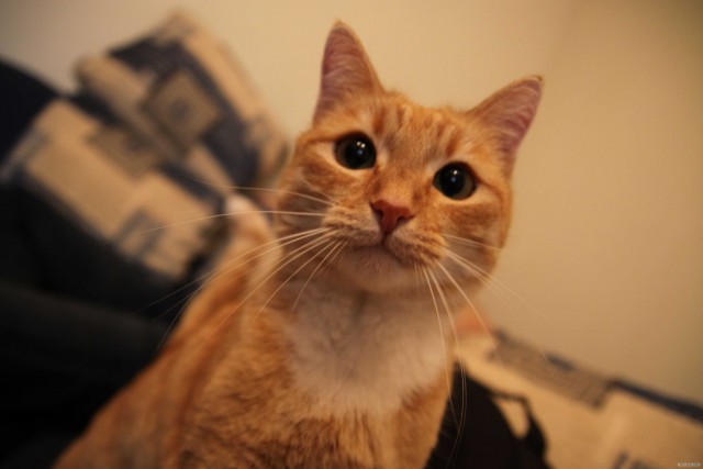 Котовторник стартует