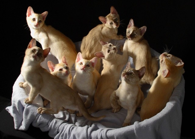 Котовторник (начало в супермаркете!)