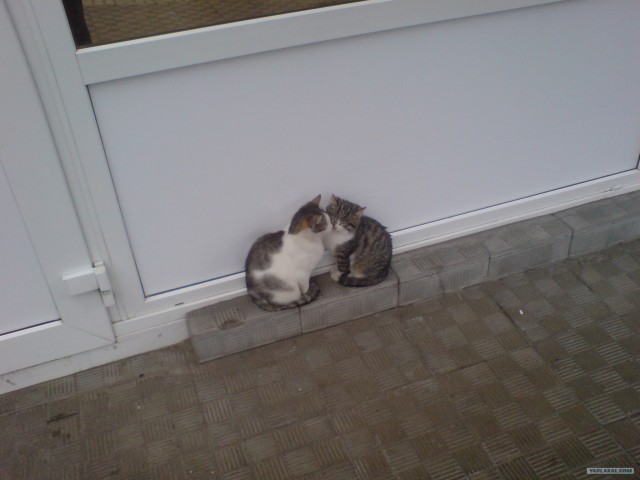 Котовторник!