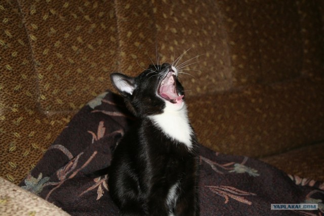 Котовторник (31.01.2012)