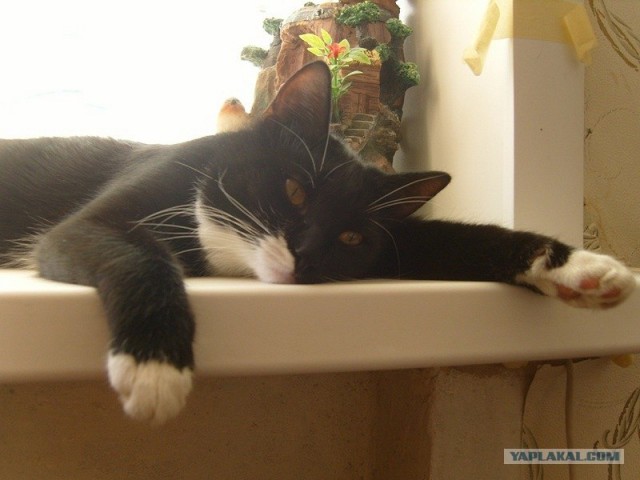 Котовторник (07.02.2012)