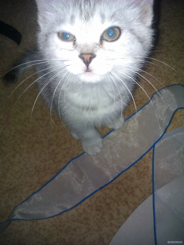 Котовторник (21.02.2012)