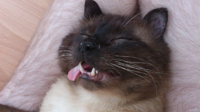 Котовторник 27.03.2012