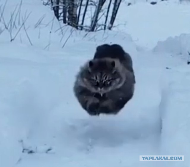 Человек! Я пришел тебе помочь!