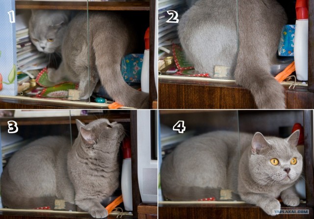 Котовторник 29.05.2012