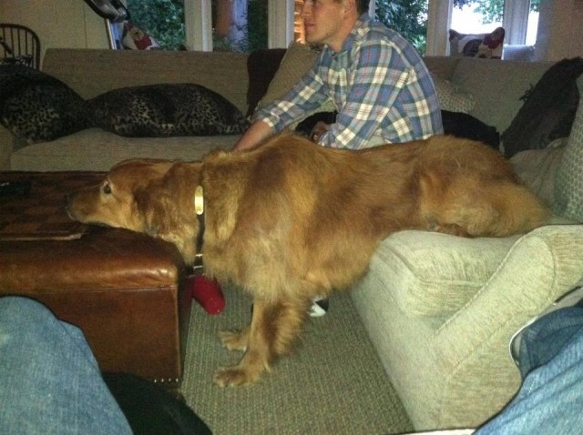 Как моя собака смотрит TV