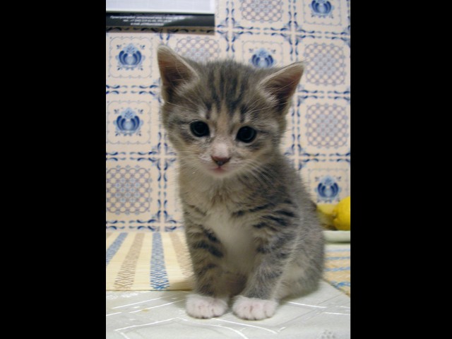 Котовторник 31.07.2012 г.