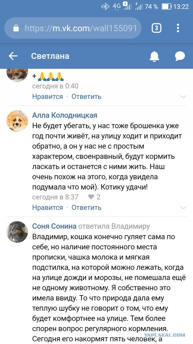 На Урале кот полтора года ждет погибших хозяев на пепелище.