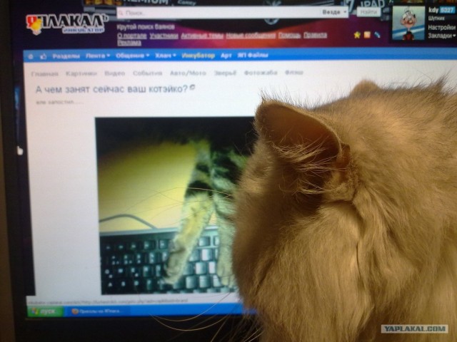 Котовторник 29.01.2013