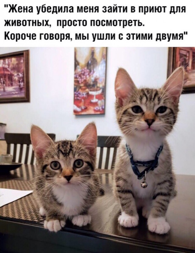 Картинки с надписями и анекдоты