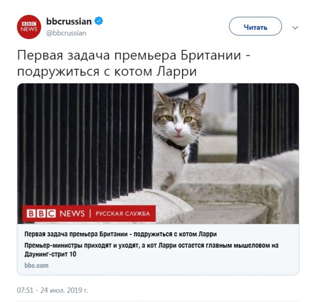 Картинки с котами и про котов