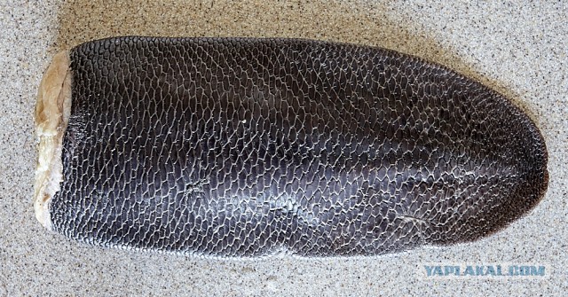 Стейк из хвостика на гриле (Пародия на пародию Пародии Апельсинии)