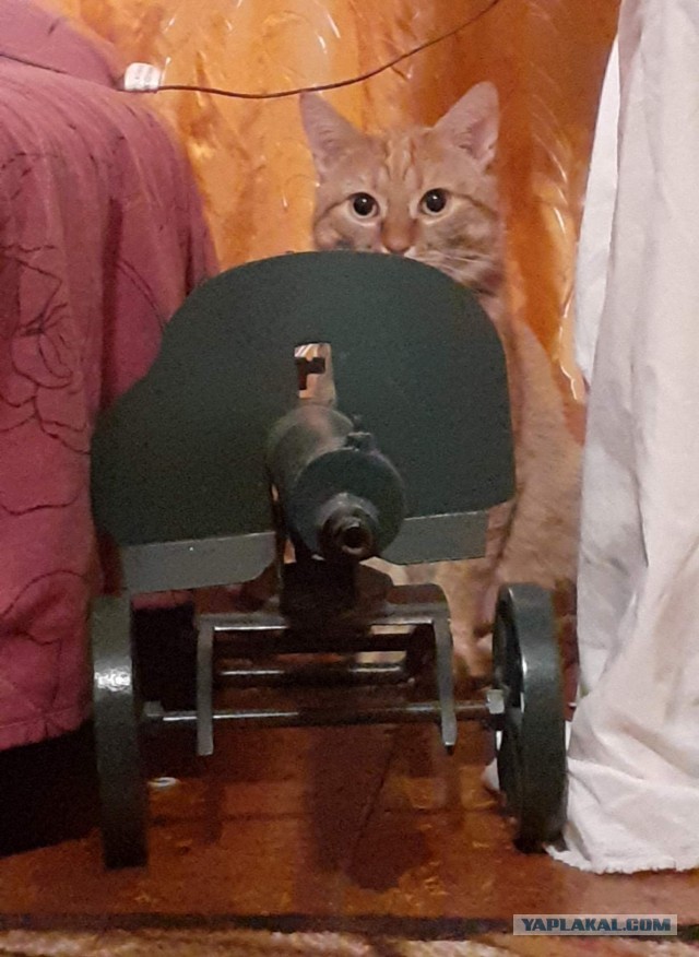 Что любят котики...