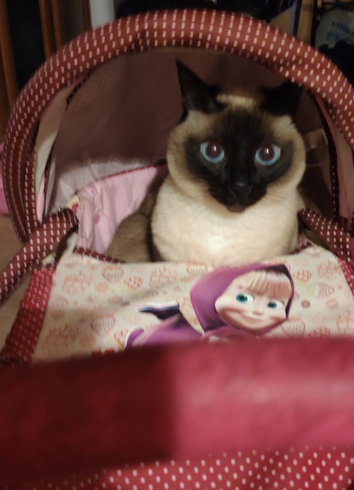 ЯП в кошках