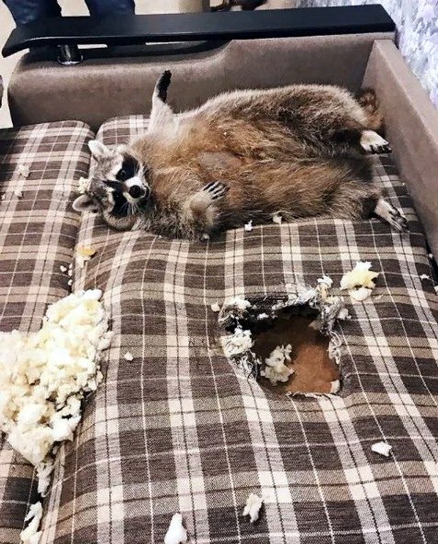 Живность из сети