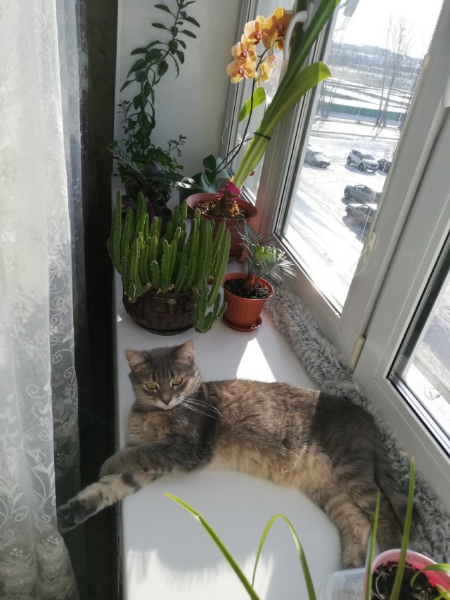 Забавные картинки с котами из сети