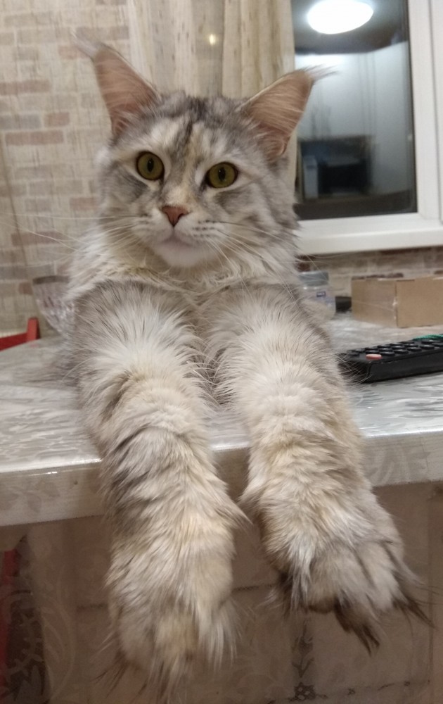 Котовторник