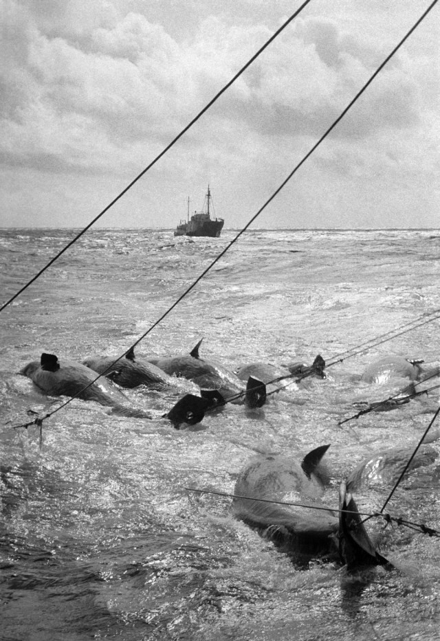 Китобойня Соляника.Материалы громкого коррупционного скандала 1965 года.Разбирательство дошло до секретариата ЦК КПСС...
