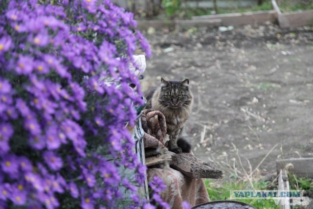 Уличные котаны
