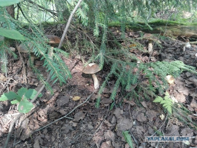 Тихая охота