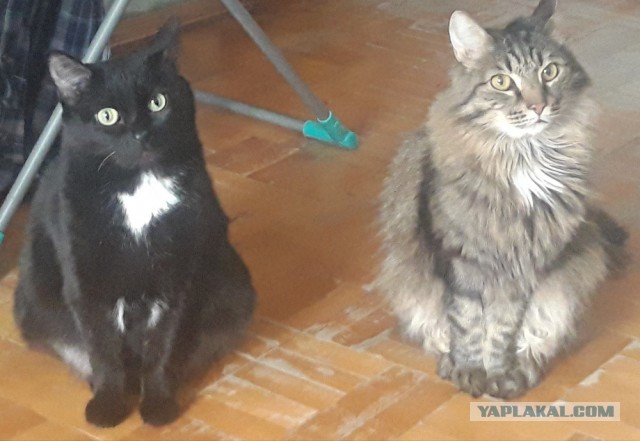 Котовторник же!