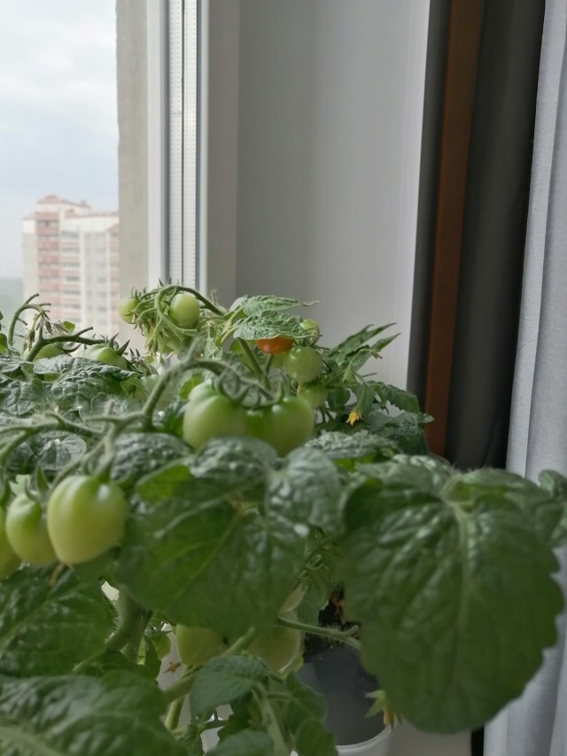 Элитарный клуб ЯПа
