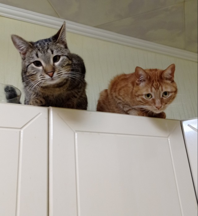 Котовторник так котовторник