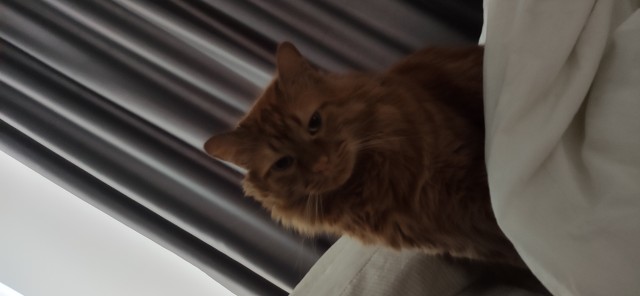 Коты, которые чихать хотели на ваше личное пространство
