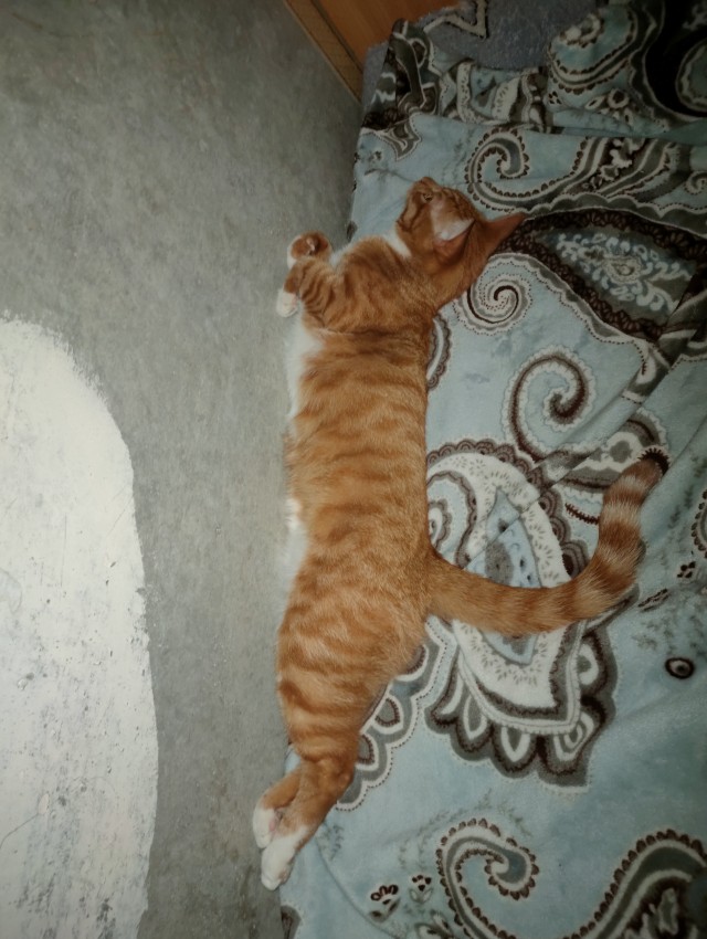 Котовторник. Февраль