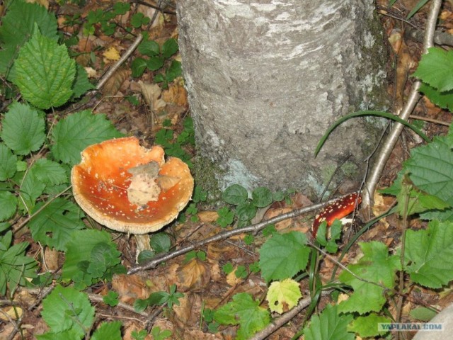 Архыз