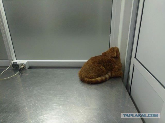Про владельцев животных и врачей