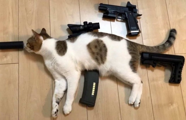 Забавные и милые котейки