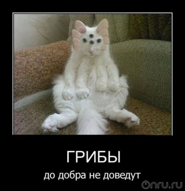 Прикольные и просто красивые картинки 14.03.2022