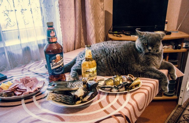 И снова день кошачий!