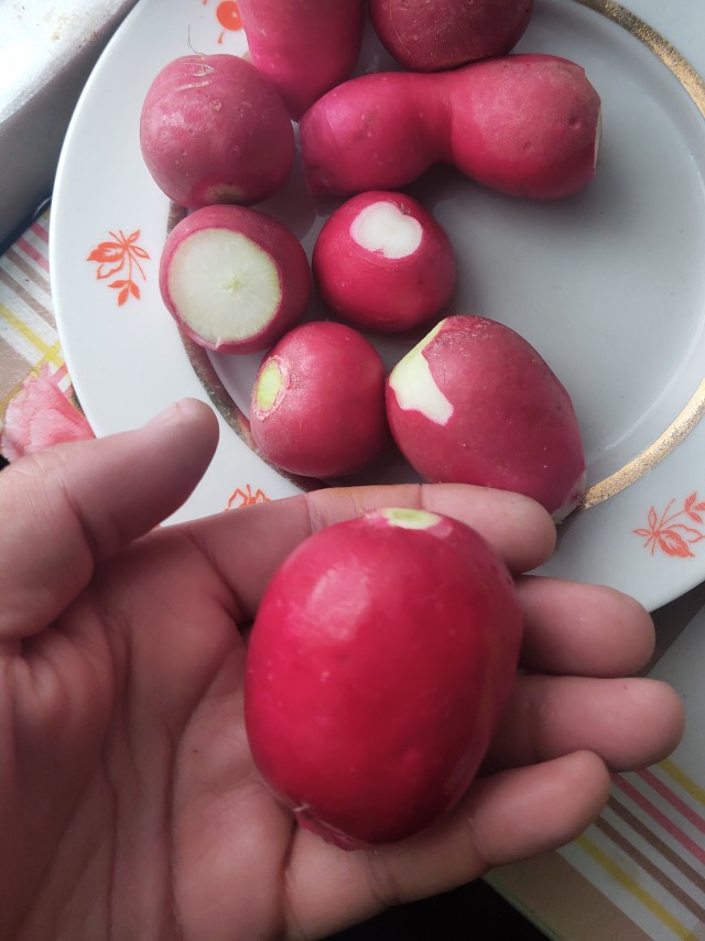 А какая у вас редиска удалась?