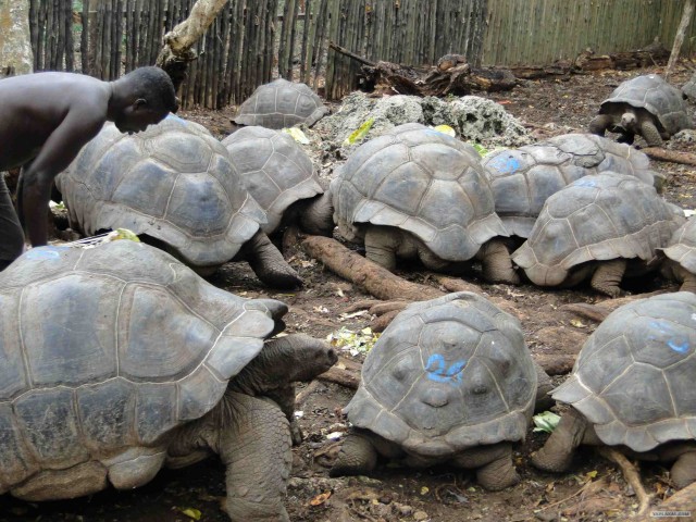 Кения (Масаи-Мара), Танзания (Занзибар)
